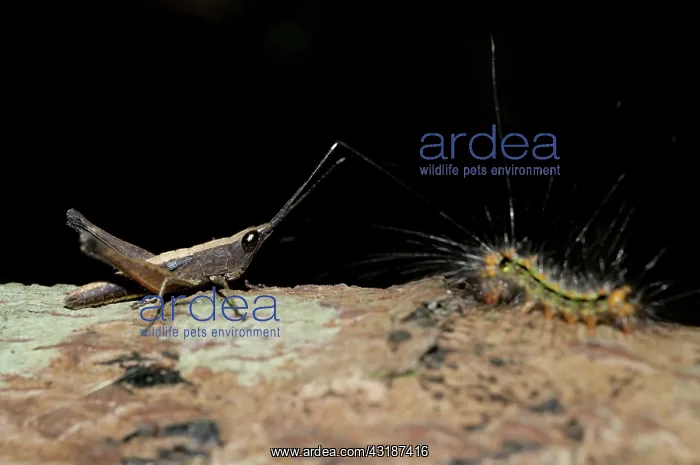 : 80188501 Grasshopper - with Caterpillar (Lepidoptera : 80188501 Grasshopper - with Caterpillar (Lepidoptera