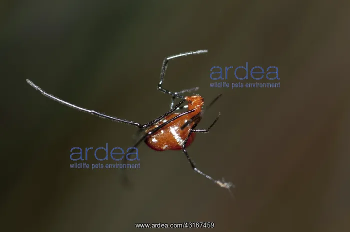: 80188506 Red Silver Spider - scavenging at edge : 80188506 Red Silver Spider - scavenging at edge