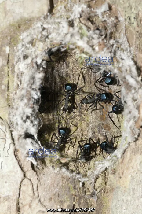 : 80188509 Black Weaver Ants - in nest in tree (adults : 80188509 Black Weaver Ants - in nest in tree (adults