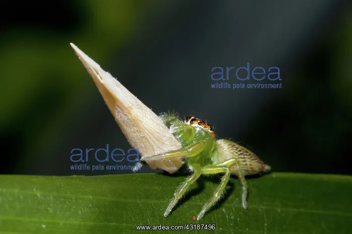 : 80188510 Jumping Spider - with Planthopper (Siphanta : 80188510 Jumping Spider - with Planthopper (Siphanta