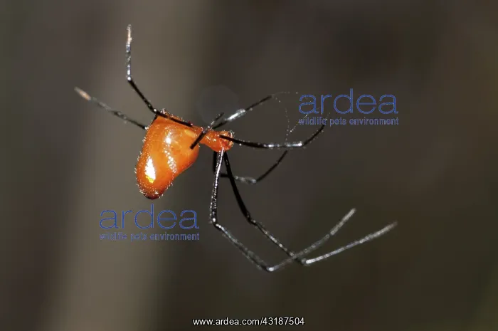 : 80188511 Red Silver Spider - scavenging at edge : 80188511 Red Silver Spider - scavenging at edge