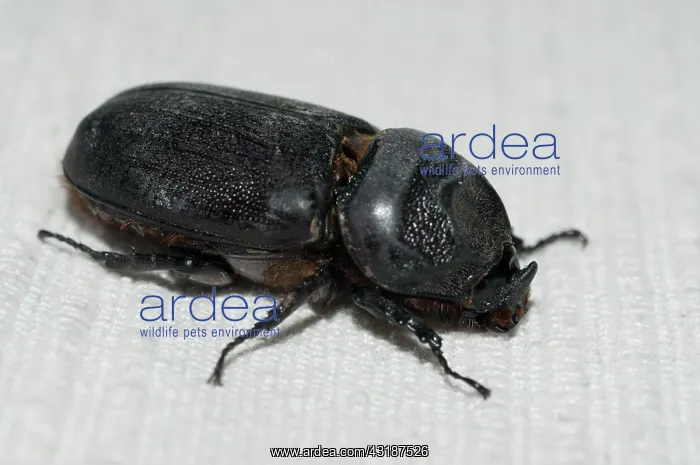 : 80188514 Coconut Palm Beetle / Asiatic Rhinoceros : 80188514 Coconut Palm Beetle / Asiatic Rhinoceros