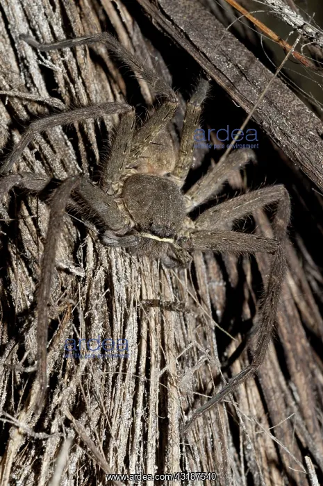  : 80188516 Brown Huntsman Spider Klungkung, Bali