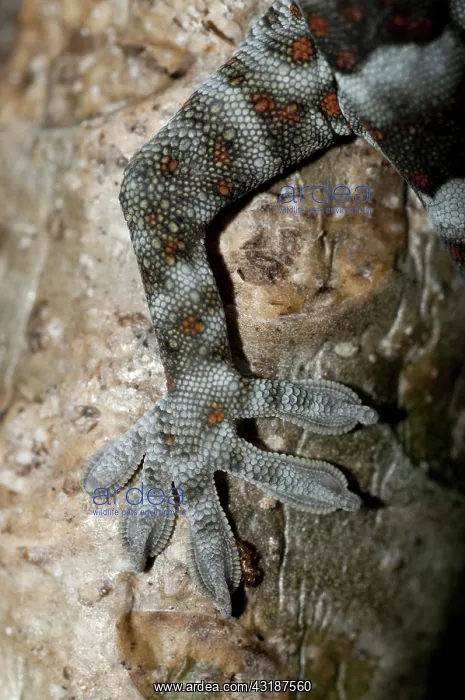 : 80188518 Tokay Gecko - foot in tree Klungkung, Bali : 80188518 Tokay Gecko - foot in tree Klungkung, Bali