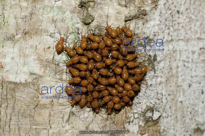 : 80188519 Bark Lice / Booklouse on tree Klungkung : 80188519 Bark Lice / Booklouse on tree Klungkung