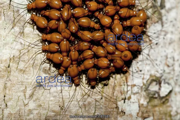 : 80188520 Bark Lice / Booklouse on tree Klungkung : 80188520 Bark Lice / Booklouse on tree Klungkung