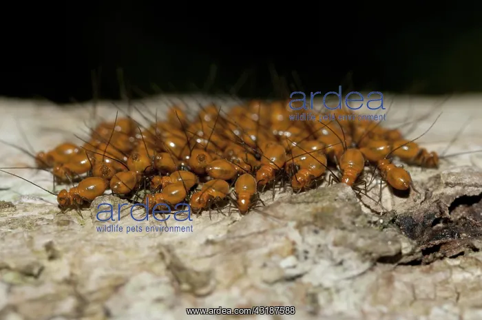 : 80188521 Bark Lice / Booklouse on tree Klungkung : 80188521 Bark Lice / Booklouse on tree Klungkung