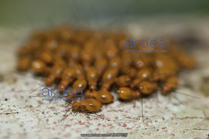 : 80188522 Bark Lice / Booklouse on tree Klungkung : 80188522 Bark Lice / Booklouse on tree Klungkung