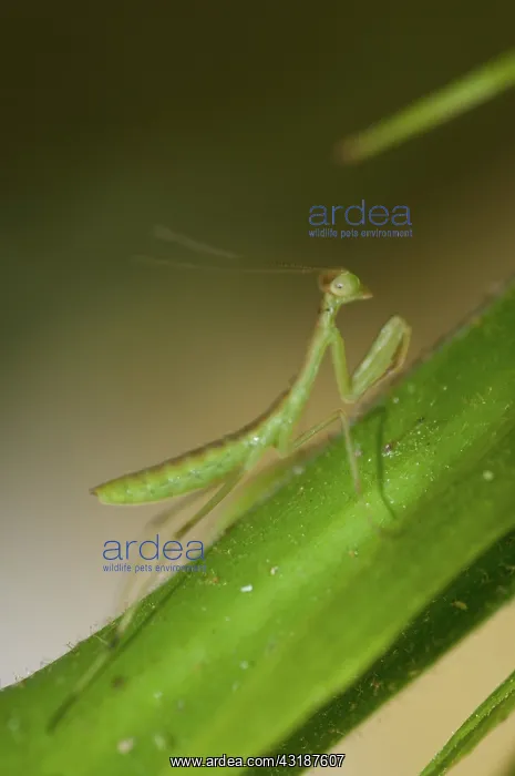 : 80188523 Praying Mantis - on leaf Klungkung, Bali : 80188523 Praying Mantis - on leaf Klungkung, Bali