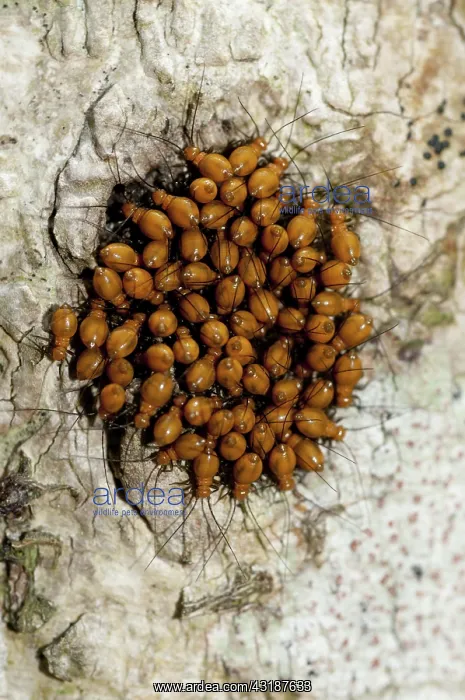 : 80188526 Bark Lice / Booklouse on tree Klungkung : 80188526 Bark Lice / Booklouse on tree Klungkung