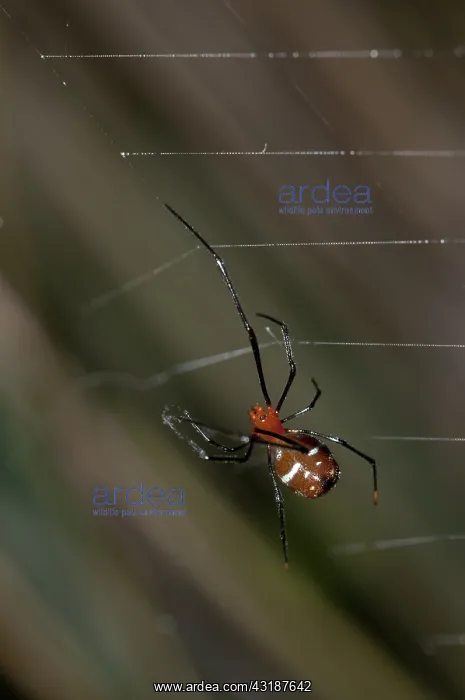 : 80188527 Red Silver Spider - with wasp prey wrapped : 80188527 Red Silver Spider - with wasp prey wrapped