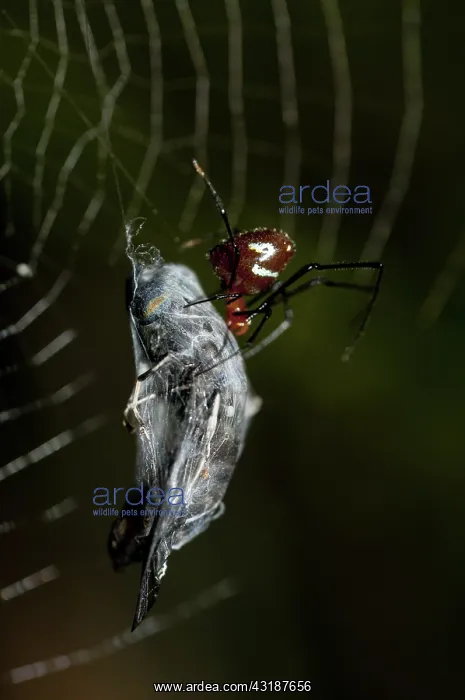  : 80188529 Red Silver Spider - with wasp prey wrapped