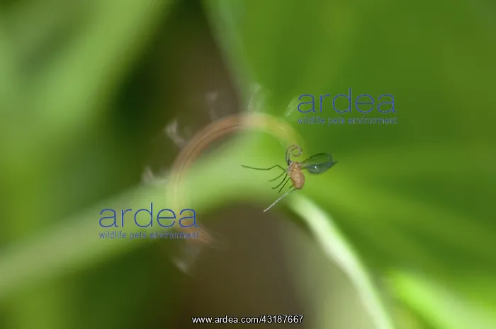 : 80188530 Parasitoid Wasp - caught on thread circling : 80188530 Parasitoid Wasp - caught on thread circling