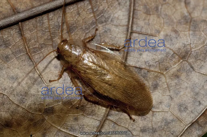 : 80188531 Cockroach - on leaf Klungkung, Bali, Indonesia : 80188531 Cockroach - on leaf Klungkung, Bali, Indonesia