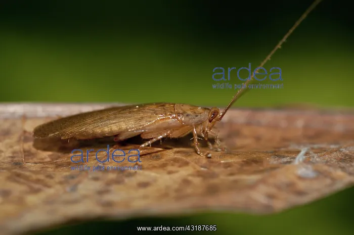 : 80188532 Cockroach - on leaf Klungkung, Bali, Indonesia : 80188532 Cockroach - on leaf Klungkung, Bali, Indonesia