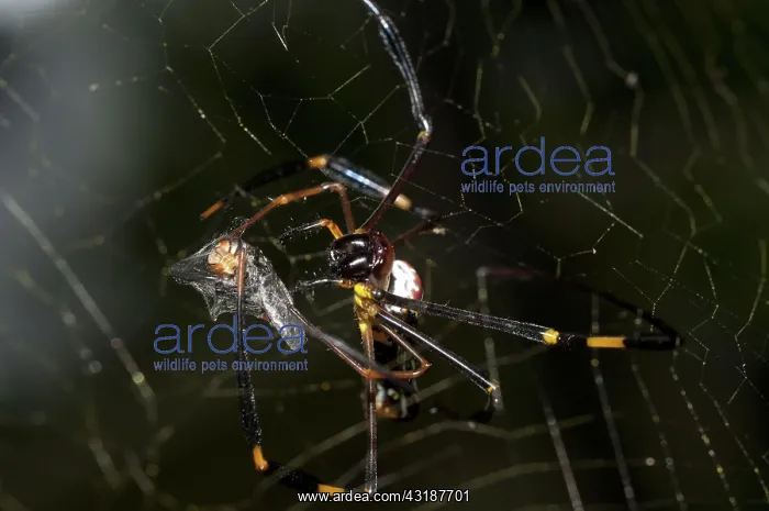 : 80188534 Golden Weaver Spider - with fly prey wrapped : 80188534 Golden Weaver Spider - with fly prey wrapped