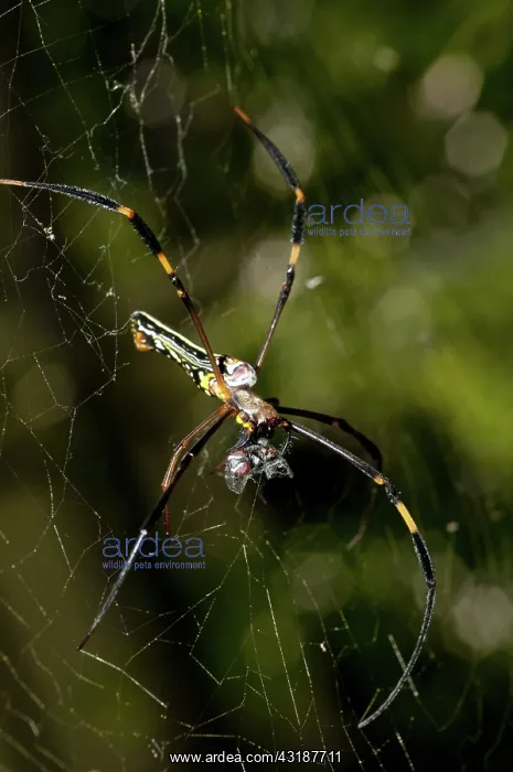 : 80188535 Golden Weaver Spider - with fly prey wrapped : 80188535 Golden Weaver Spider - with fly prey wrapped