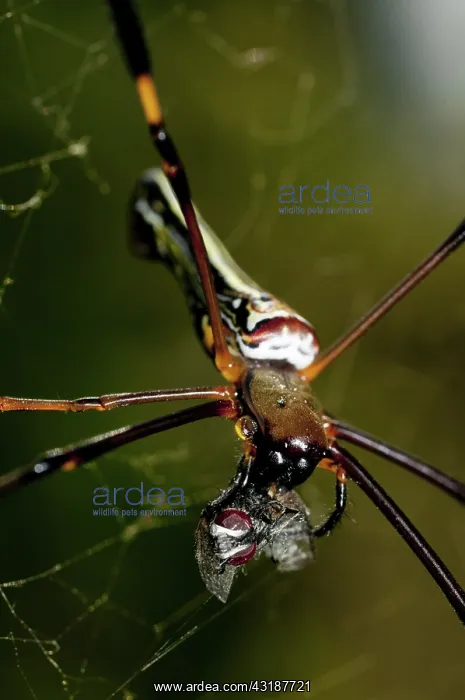 : 80188536 Golden Weaver Spider - with fly prey wrapped : 80188536 Golden Weaver Spider - with fly prey wrapped