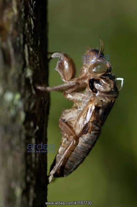 : 80188537 Cicada - moulted exoskeleton (exuviae) : 80188537 Cicada - moulted exoskeleton (exuviae)