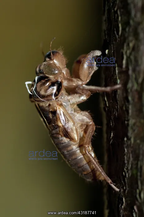 : 80188538 Cicada - moulted exoskeleton (exuviae) : 80188538 Cicada - moulted exoskeleton (exuviae)
