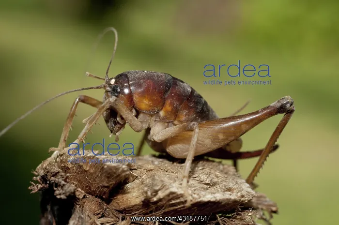 : 80188539 Cricket Klungkung, Bali, Indonesia Gryllidae : 80188539 Cricket Klungkung, Bali, Indonesia Gryllidae