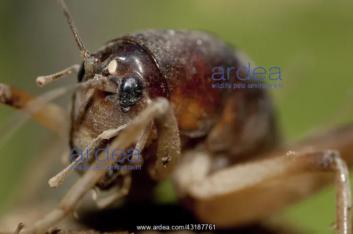 : 80188540 Cricket Klungkung, Bali, Indonesia Gryllidae : 80188540 Cricket Klungkung, Bali, Indonesia Gryllidae