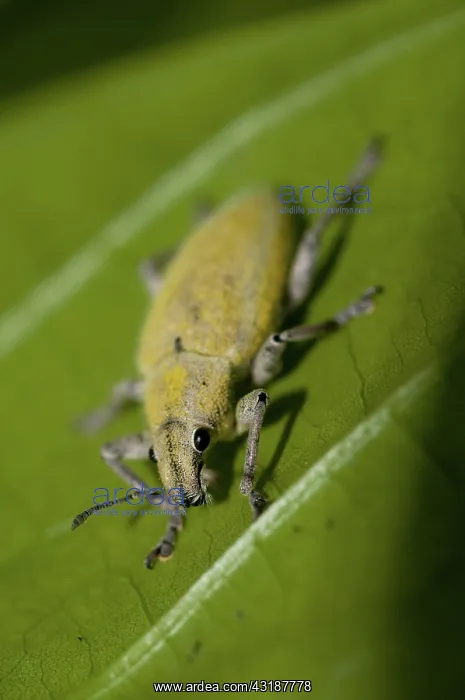 : 80188542 Weevil - on leaf Klungkung, Bali, Indonesia : 80188542 Weevil - on leaf Klungkung, Bali, Indonesia