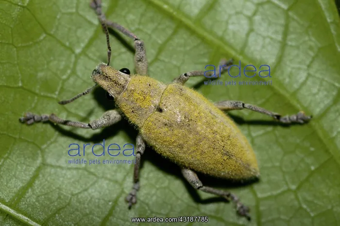 : 80188543 Weevil - on leaf Klungkung, Bali, Indonesia : 80188543 Weevil - on leaf Klungkung, Bali, Indonesia