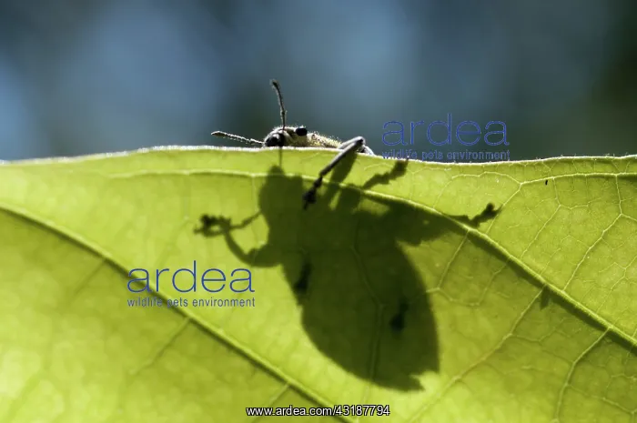 : 80188544 Weevil - silhouette on leaf Klungkung : 80188544 Weevil - silhouette on leaf Klungkung