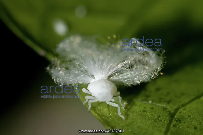 : 80188545 Planthopper - nymph with waxy extrusions : 80188545 Planthopper - nymph with waxy extrusions