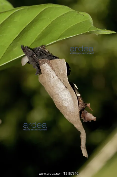 : 80188546 Chrsyalis - highly camouflaged casing under : 80188546 Chrsyalis - highly camouflaged casing under