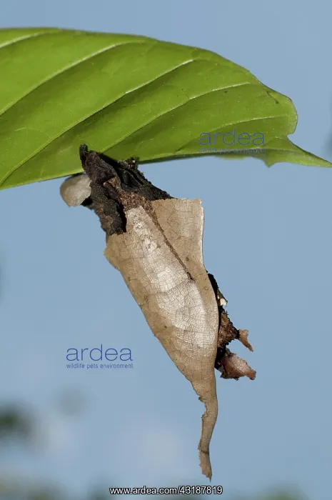 : 80188547 Chrsyalis - highly camouflaged casing under : 80188547 Chrsyalis - highly camouflaged casing under