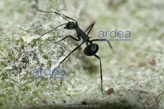  : 80188549 Black Weaver Ant - in nest in tree (adults