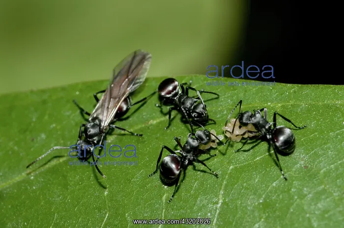 : 80188550 Black Weaver Ants - taking eggs from winged : 80188550 Black Weaver Ants - taking eggs from winged