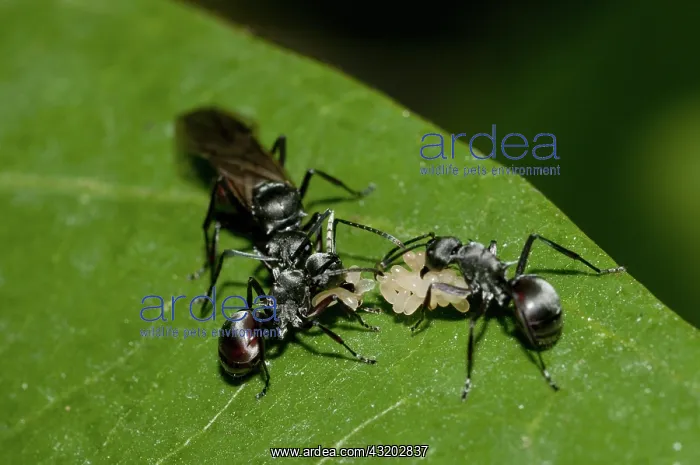  : 80188551 Black Weaver Ants - with eggs on leaf Klungkung