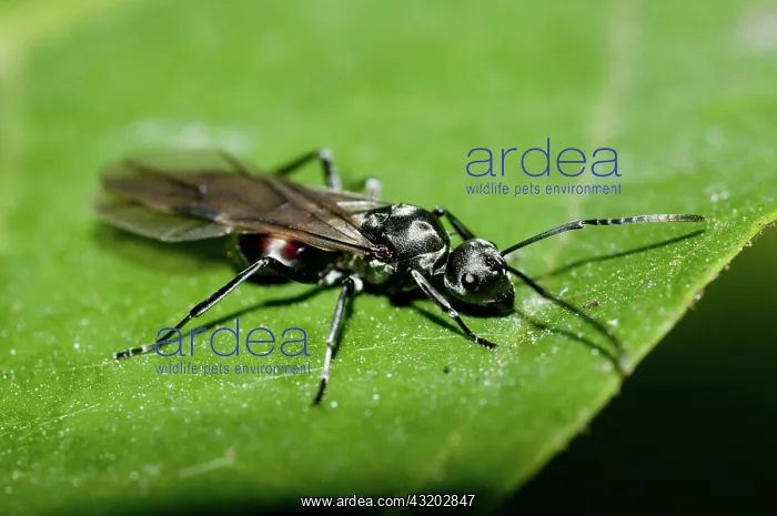 : 80188552 Black Weaver Ant - winged female on leaf : 80188552 Black Weaver Ant - winged female on leaf