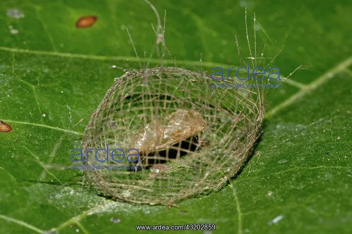 : 80188553 Chrysalis - inside newly constructed cage : 80188553 Chrysalis - inside newly constructed cage
