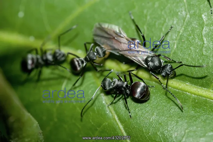 : 80188554 Black Weaver Ants - taking eggs from winged : 80188554 Black Weaver Ants - taking eggs from winged