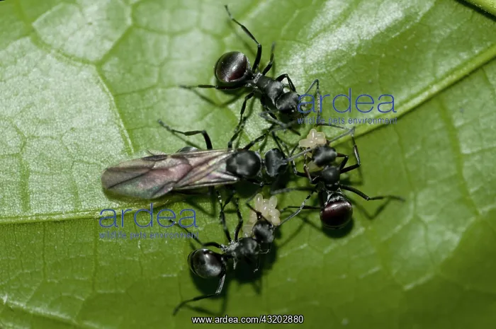 : 80188555 Black Weaver Ants - taking eggs from winged : 80188555 Black Weaver Ants - taking eggs from winged