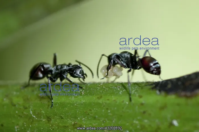 : 80188556 Black Weaver Ants - with eggs on leaf : 80188556 Black Weaver Ants - with eggs on leaf