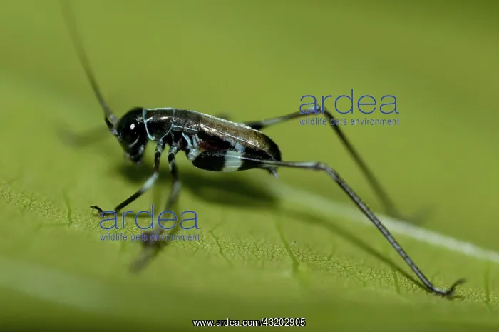 : 80188557 Grasshopper - on leaf Klungkung, Bali : 80188557 Grasshopper - on leaf Klungkung, Bali