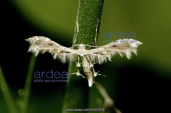 : 80188559 Plume Moth - with unusual wing shape Klungkung : 80188559 Plume Moth - with unusual wing shape Klungkung