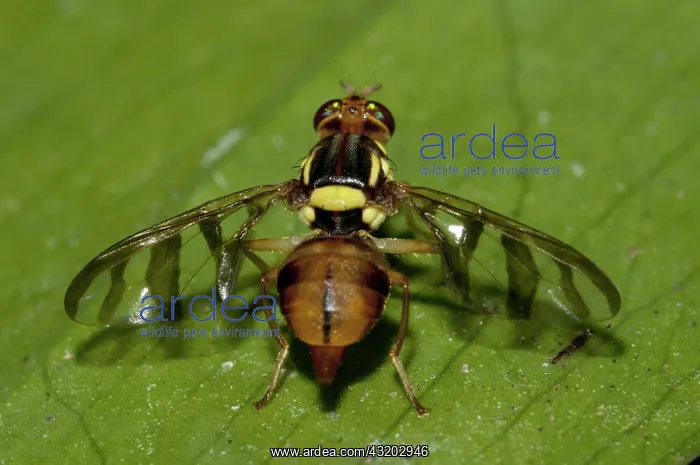 : 80188560 Fruit Fly - with transparant striped wings : 80188560 Fruit Fly - with transparant striped wings