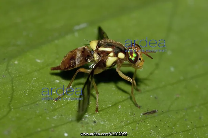 : 80188561 Fruit Fly - on leaf Klungkung, Bali, Indonesia : 80188561 Fruit Fly - on leaf Klungkung, Bali, Indonesia