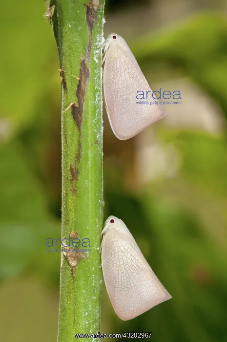 : 80188562 Planthoppers - pair camouflaged on plant : 80188562 Planthoppers - pair camouflaged on plant