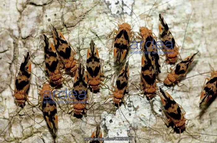 : 80188563 Bark Lice / Booklouse on tree Klungkung : 80188563 Bark Lice / Booklouse on tree Klungkung