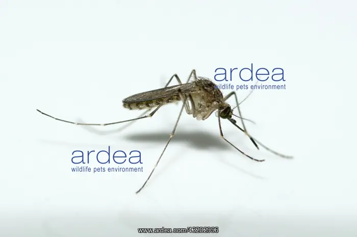: 80188565 Mosquito - with cysts (a parasitic ciliate : 80188565 Mosquito - with cysts (a parasitic ciliate