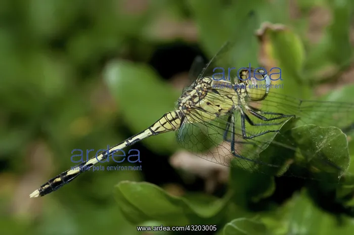 : 80188566 Dragonfly Klungkung, Bali, Indonesia Odonata : 80188566 Dragonfly Klungkung, Bali, Indonesia Odonata