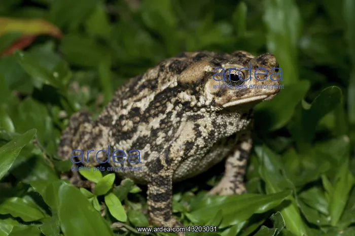 : 80188568 Toad - on grass Klungkung, Bali, Indonesia : 80188568 Toad - on grass Klungkung, Bali, Indonesia
