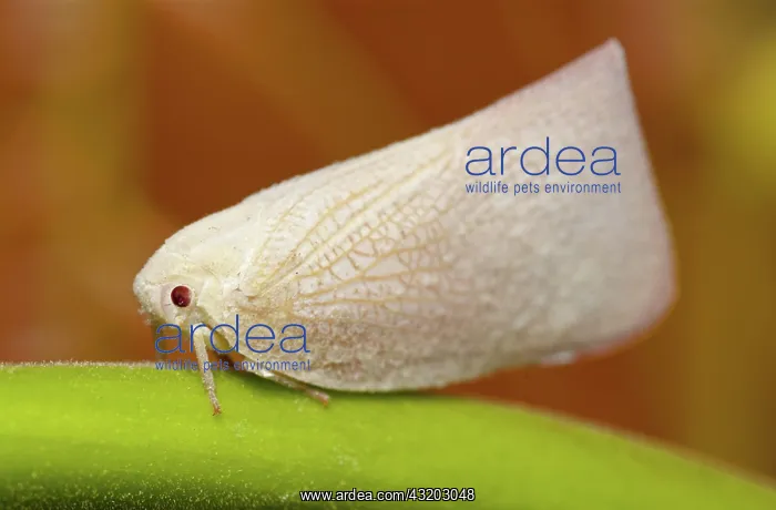 : 80188570 Planthopper - camouflaged on plant Klungkung : 80188570 Planthopper - camouflaged on plant Klungkung